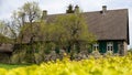 Yellow field with quaint stone cottage with high pitched roof in the background