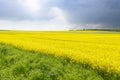 Yellow field of