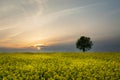 Yellow field of rape and lonely tree Royalty Free Stock Photo