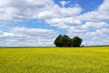 Yellow field. Royalty Free Stock Photo