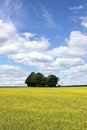 Yellow field. Royalty Free Stock Photo