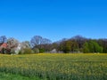 Yellow field of rape plant Royalty Free Stock Photo