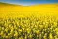 Yellow Field Rapeseed