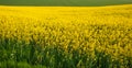 Yellow field rapeseed Royalty Free Stock Photo