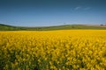 Yellow field rapeseed Royalty Free Stock Photo
