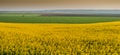 Yellow field rapeseed Royalty Free Stock Photo