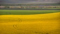Yellow field rapeseed Royalty Free Stock Photo