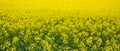 Yellow field rapeseed in bloom. Beautiful background. Concept image. Peaceful nature