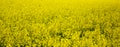 Yellow field rapeseed in bloom. Beautiful background. Concept image. Peaceful nature