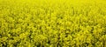 Yellow field rapeseed in bloom. Beautiful background. Concept image. Peaceful nature Royalty Free Stock Photo