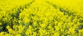 Yellow field rapeseed in bloom. Beautiful background. Concept image. Peaceful nature