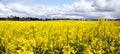 Yellow field rapeseed in bloom with blue sky and white clouds. Peaceful nature. Beautiful background. Concept image Royalty Free Stock Photo