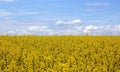 Yellow field rapeseed in bloom with blue sky and white clouds. Peaceful nature. Beautiful background. Concept image Royalty Free Stock Photo