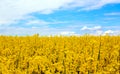 Yellow field rapeseed in bloom with blue sky and white clouds. Peaceful nature. Beautiful background. Concept image Royalty Free Stock Photo