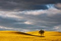 Yellow field rapeseed in bloom