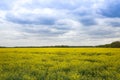 Yellow field of rapeseed flowers in spring. canola flower