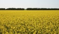 Yellow field of rapeseed with forest in the background