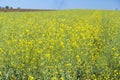 Yellow field rapeseed plantation, ripe rape crop