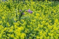 Yellow field of rapeseeds Royalty Free Stock Photo