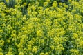 Yellow field of rapeseeds Royalty Free Stock Photo