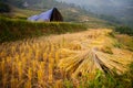 A Yellow Field Of Rice Terrace Step On Hill
