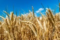 Yellow field of ripe wheat, ears close-up on blue sky background. Wheat is a worldwide staple food