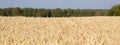 Yellow field of ripe wheat with golden spikelets and strip of forest on horizon line, selective focus