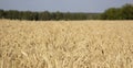 Yellow field of ripe wheat with golden spikelets and strip of forest on horizon line, selective focus