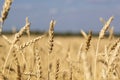 Yellow field of ripe wheat with golden spikelets and strip of forest on horizon line, selective focus Royalty Free Stock Photo