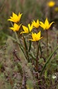 Yellow field's tulips