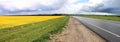 Yellow field sown with rape. Royalty Free Stock Photo