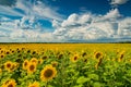 A yellow field of sunflower flowers against a blue sky with white clouds. Royalty Free Stock Photo