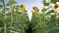 Yellow field of sunflowers in summer under blue sky