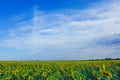 a yellow field of sunflowers under a blue summer sky Royalty Free Stock Photo