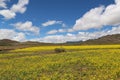 Yellow field at Tibet