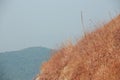 Yellow field on top of the mountain at Monjong