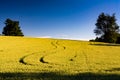 Yellow field with tractor marks heading up the hill