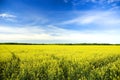 Yellow Field Under Blue Sky Royalty Free Stock Photo