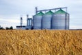 Yellow field of wheat or barley, in the background out of focus group of grain dryers complex