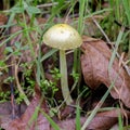 Yellow fieldcap Bolbitius titubans in Santa Clara County, California.