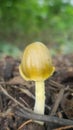 Yellow fieldcap mushrooms, Bolbitius titubans, also known asÂ Bolbitius vitellinus