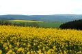 Yellow fields