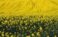 Yellow fields Royalty Free Stock Photo