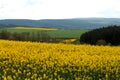 Yellow fields Royalty Free Stock Photo