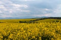 Yellow fields Royalty Free Stock Photo