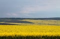 Yellow fields Royalty Free Stock Photo