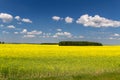 Yellow fields in Belarus