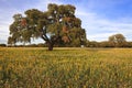 Yellow fields and cork-oak
