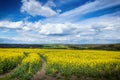 Yellow fields, flowers of rape, colza. Agriculture, spring in Czech Republic