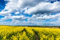 Yellow fields, flowers of rape, colza. Agriculture, spring in Czech Republic